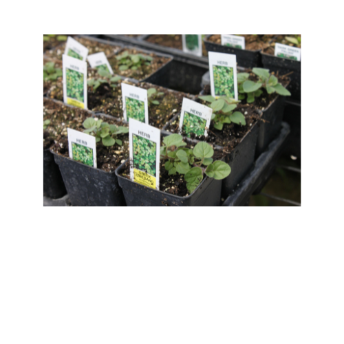 Herb Plant, Oregano Greek