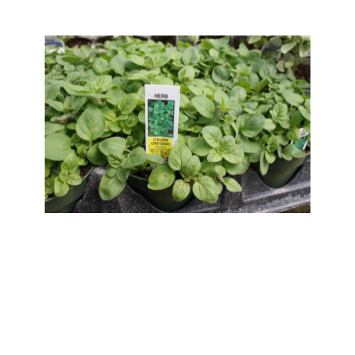 Herb Plant, Oregano Italian