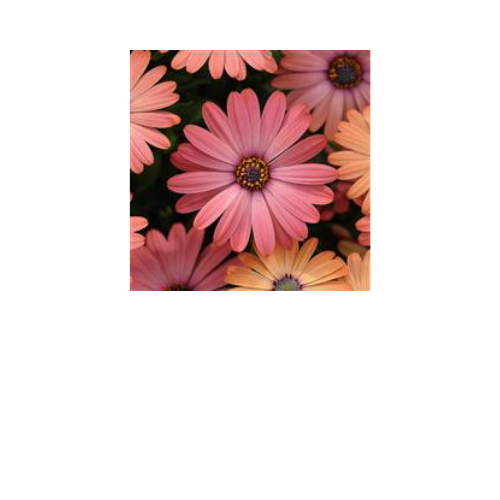 Osteospermum, Serenity Rose Magic