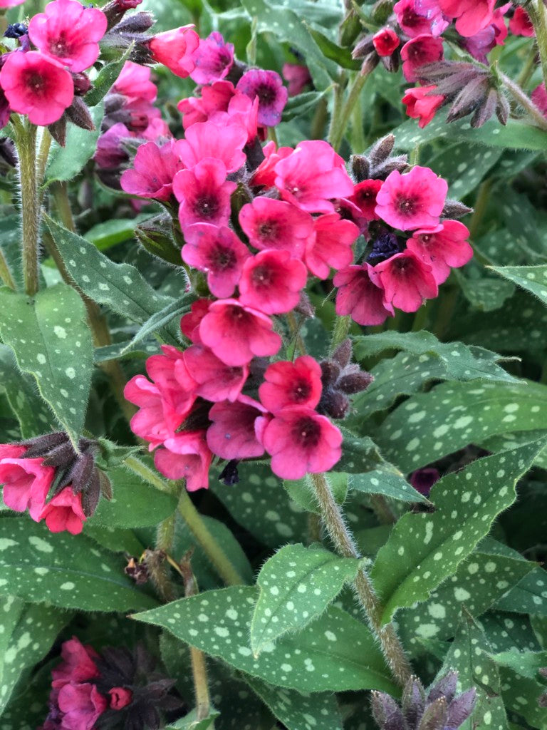 Pulmonaria 'Lisa Marie'