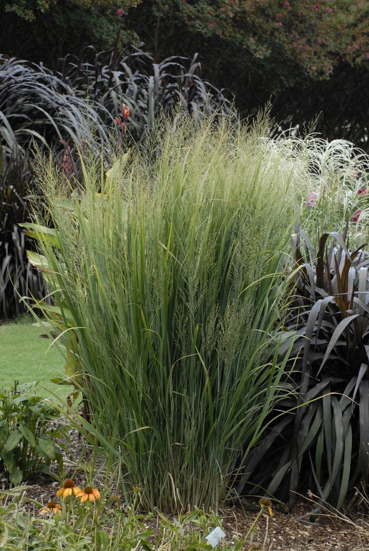 Panicum 'Northwind'