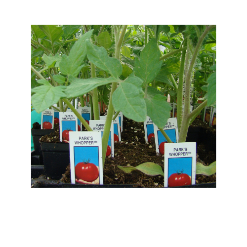 Tomato Plant, Park's Whopper