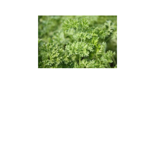 Herb Plant, Parsley Curled