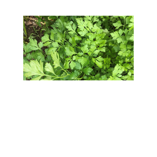 Herb Plant, Parsley Flat
