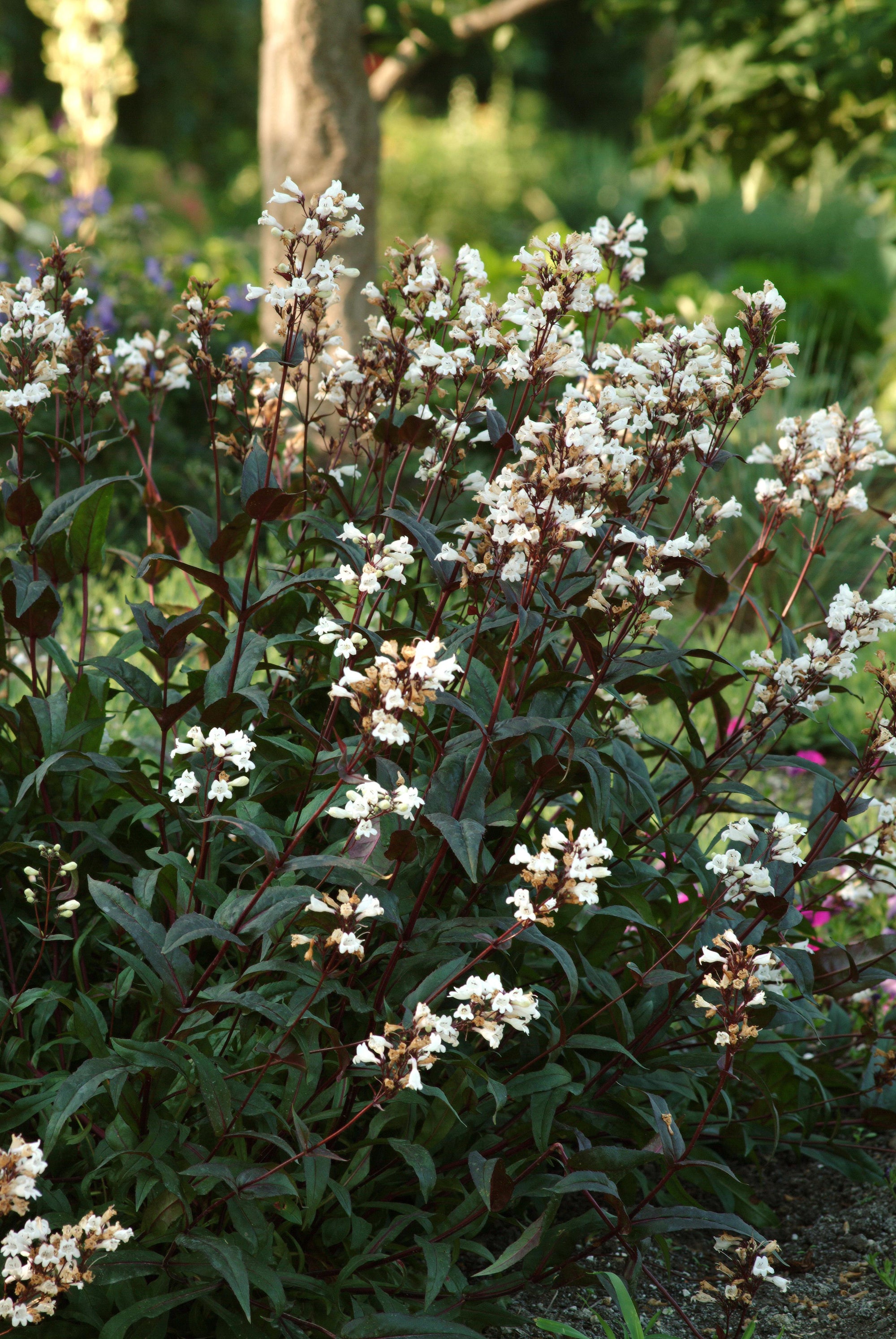 Penstemon 'Husker Red'