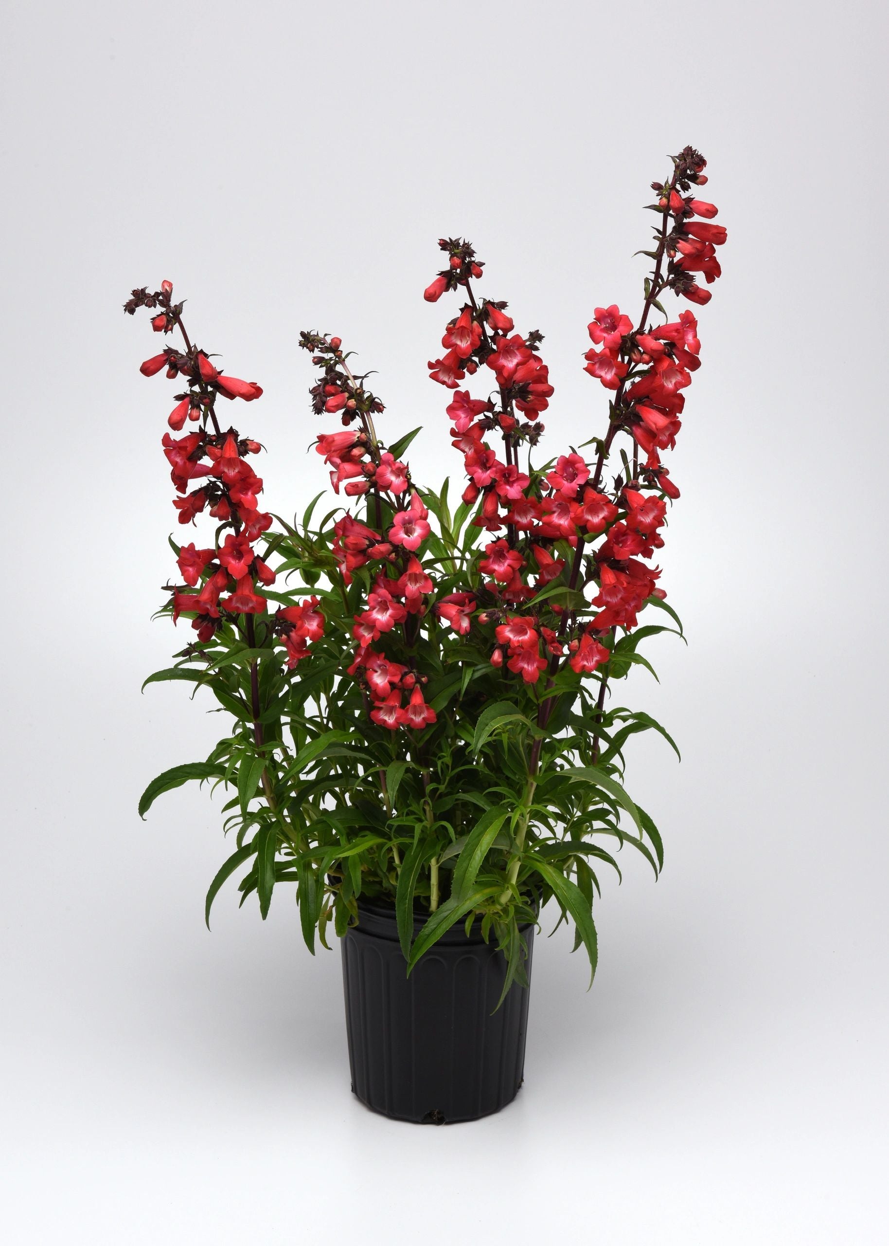 Penstemon 'Cherry Sparks'
