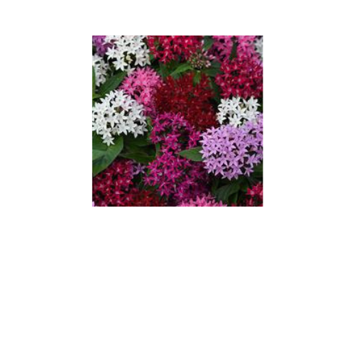 Pentas, Lucky Star Mix