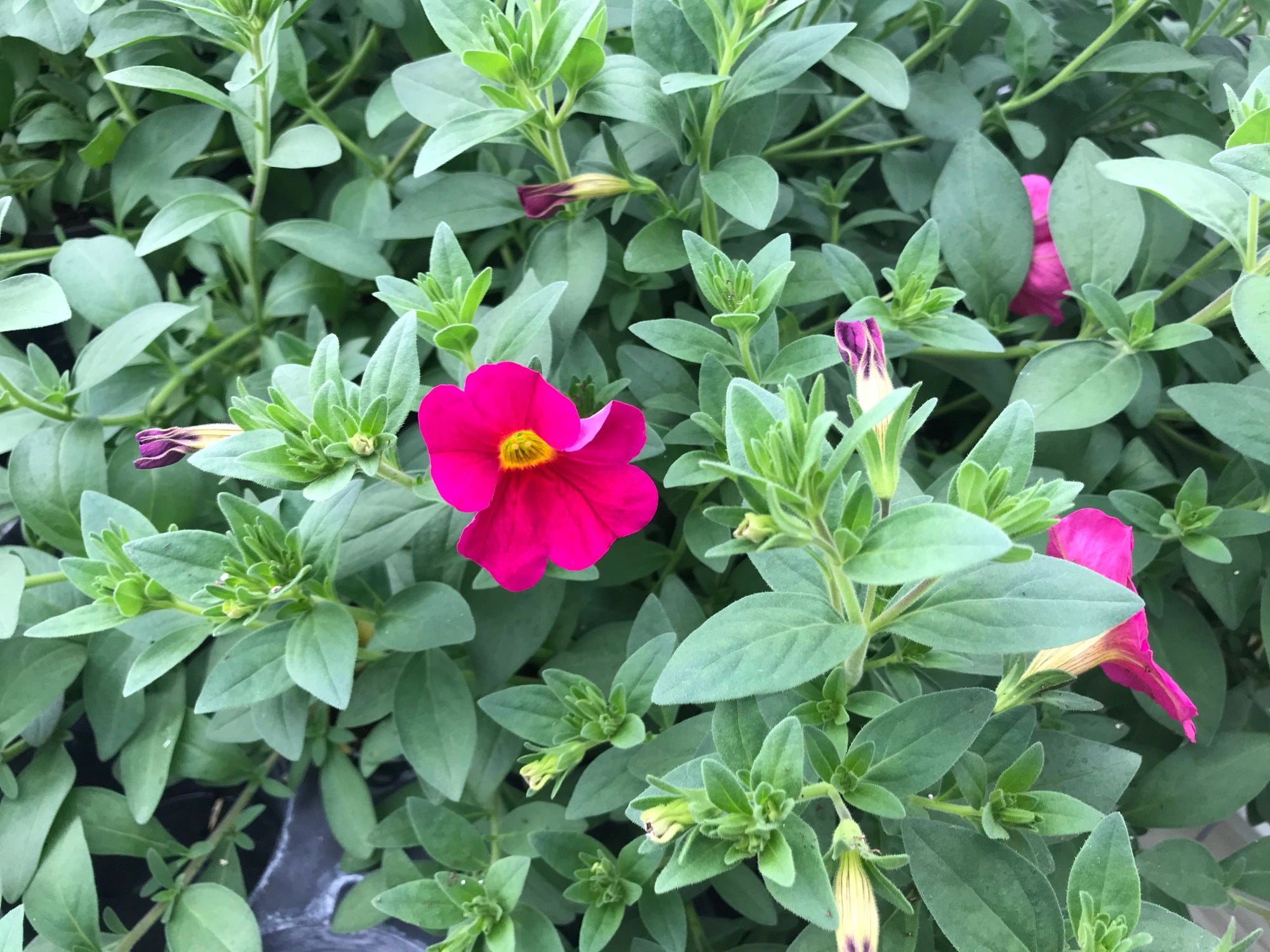 Petchoa, SuperCal Neon Rose