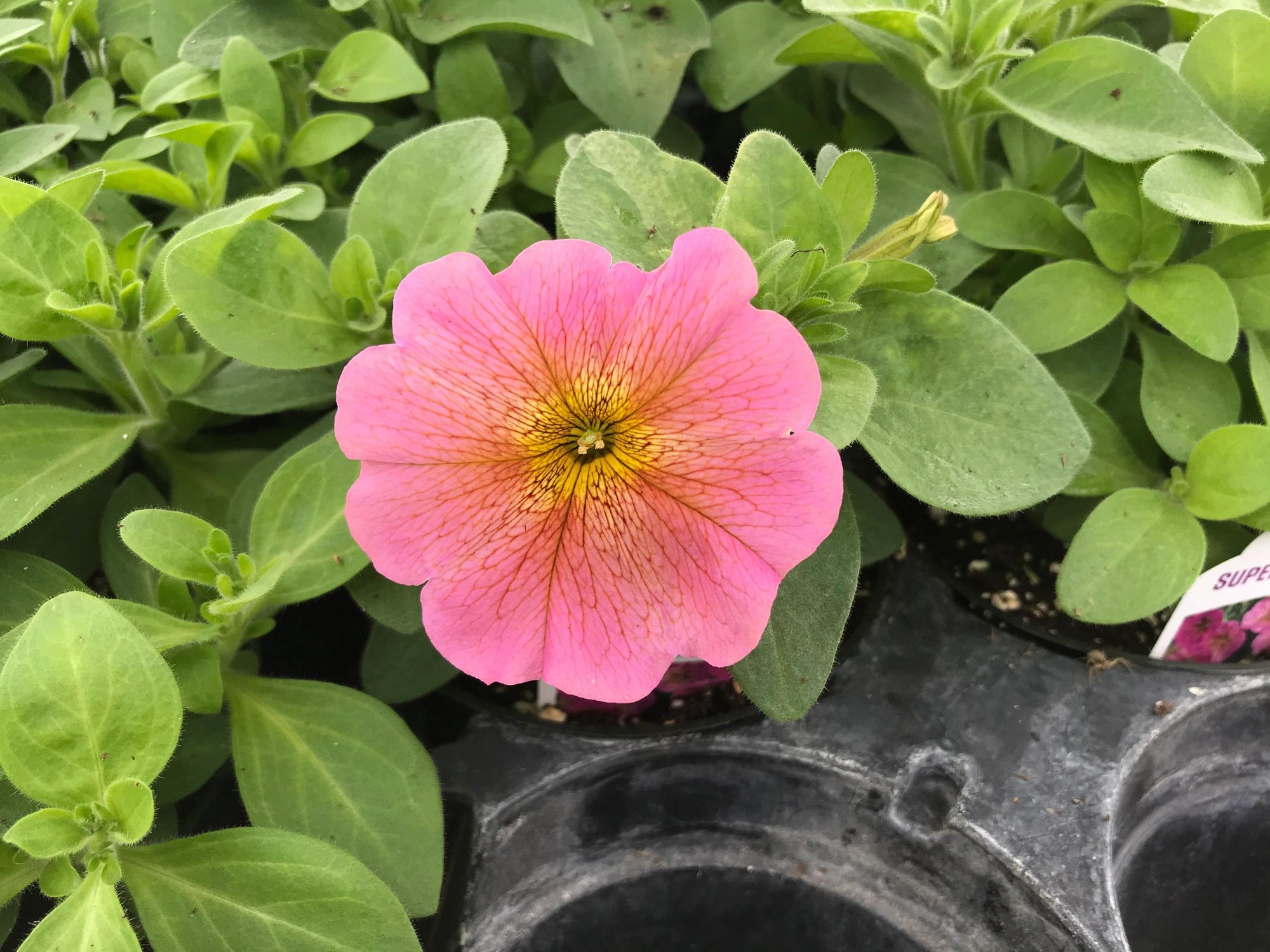 Petchoa, SuperCal Sunray Pink