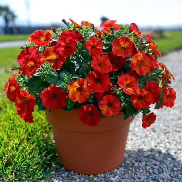 Petchoa, Supercal Red Maple