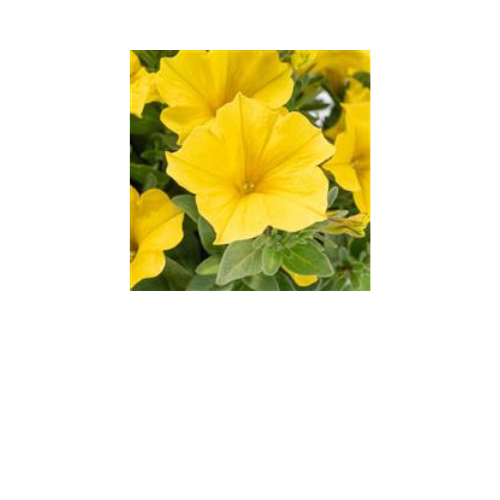 Petchoa, SuperCal Yellow Sun