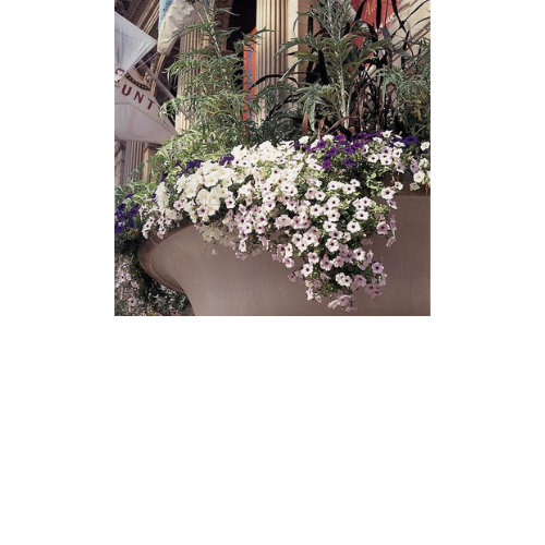 Petunia, Tidal Wave Silver