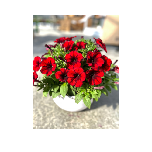 Petunia, Crazytunia Gingersnap