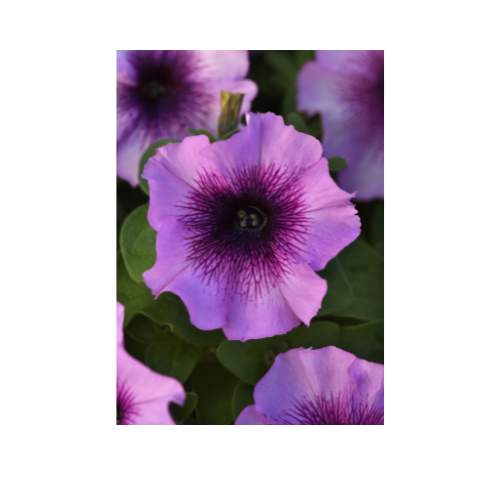 Petunia, Madness® Plum Crazy