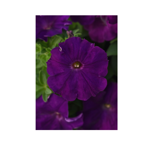Petunia, Madness® Royal