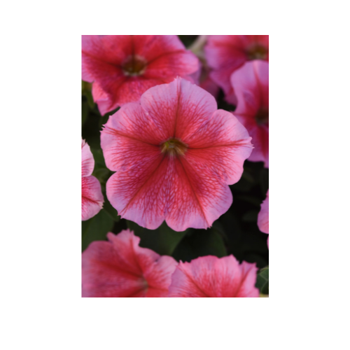 Petunia, Madness® Summer