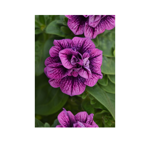 Petunia, Sweetsunshine Blueberry Vein