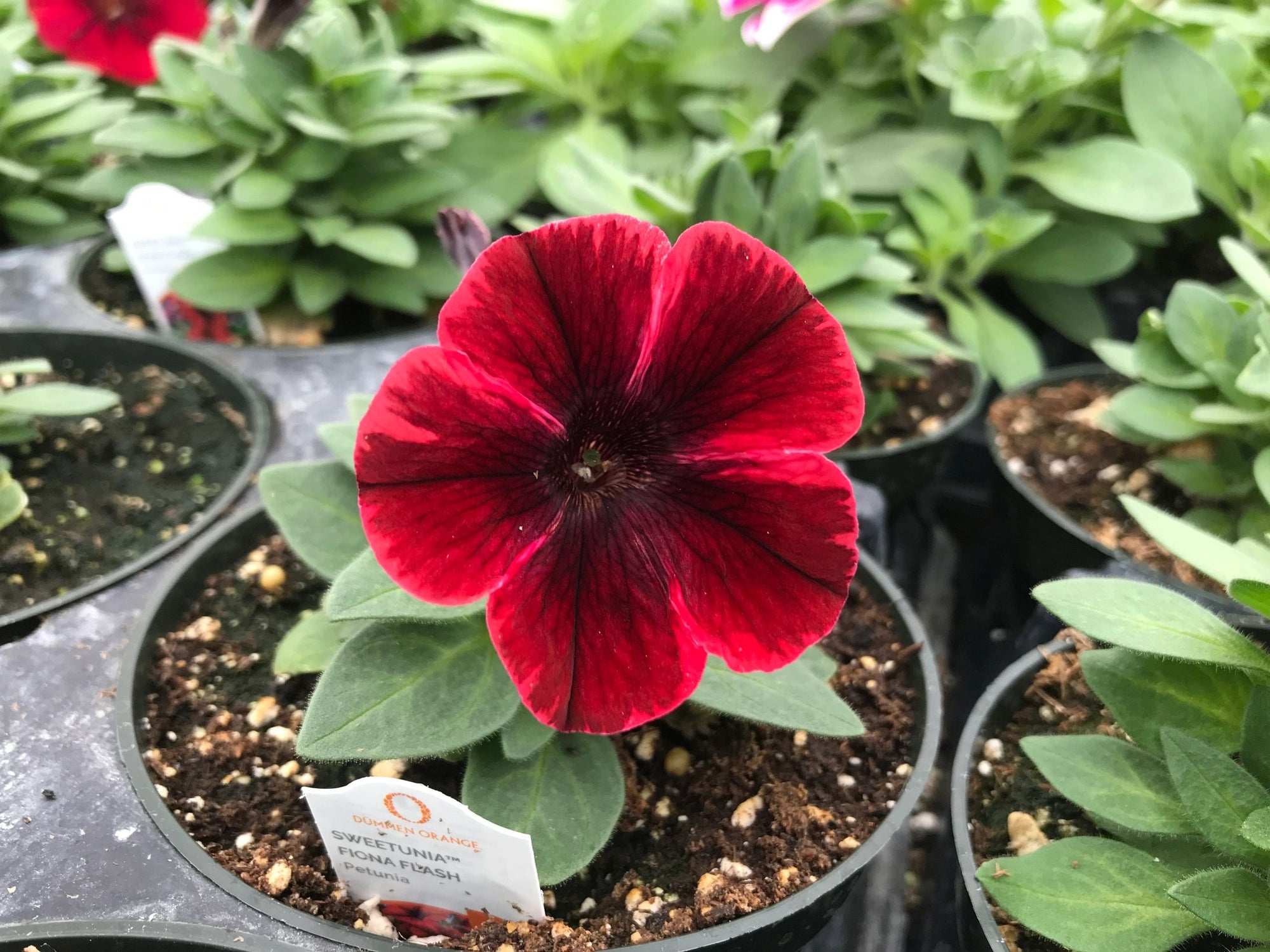 Petunia, Sweetunia Fiona Flash