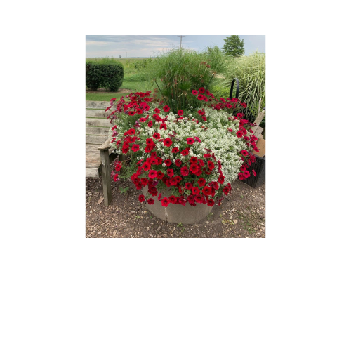 Petunia, Tidal Wave Red Velour