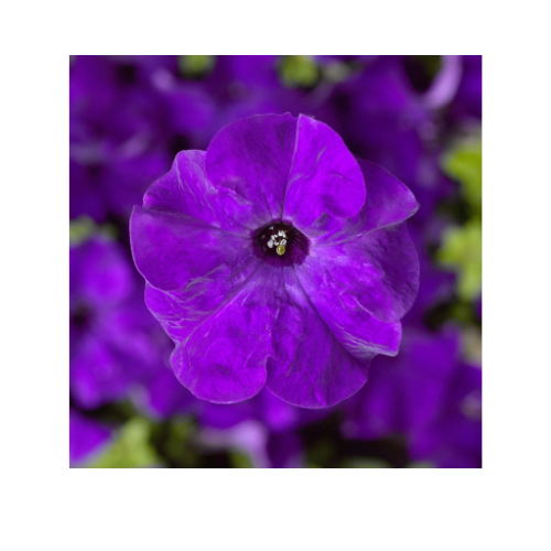 Petunia, Tritunia Blue