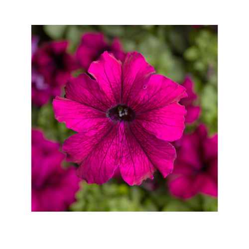 Petunia, Tritunia Burgundy