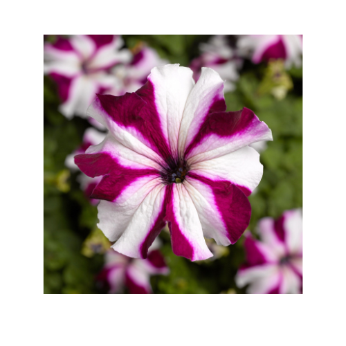 Petunia, Tritunia Crimson Star