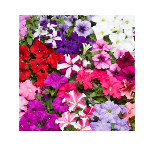 Petunia, Tritunia Mix