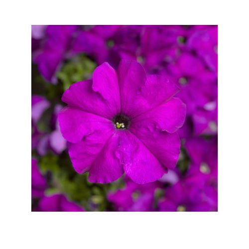 Petunia, Tritunia Violet
