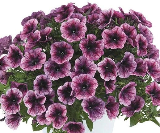 Petunia, Cascadia Purple Ice