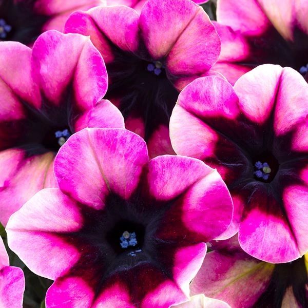 Petunia, Crazytunia Blackberry Jam