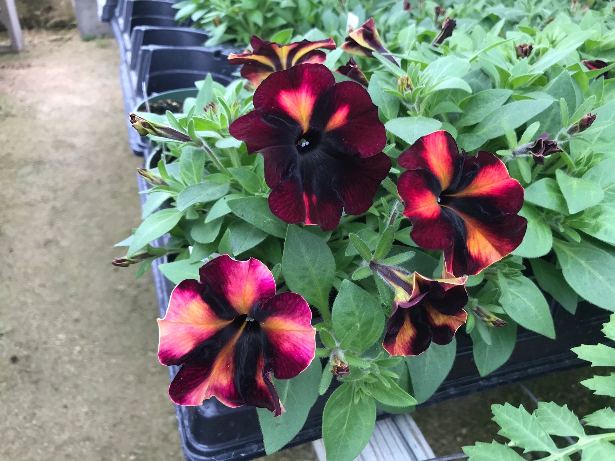 Petunia, Crazytunia Sugar Beet