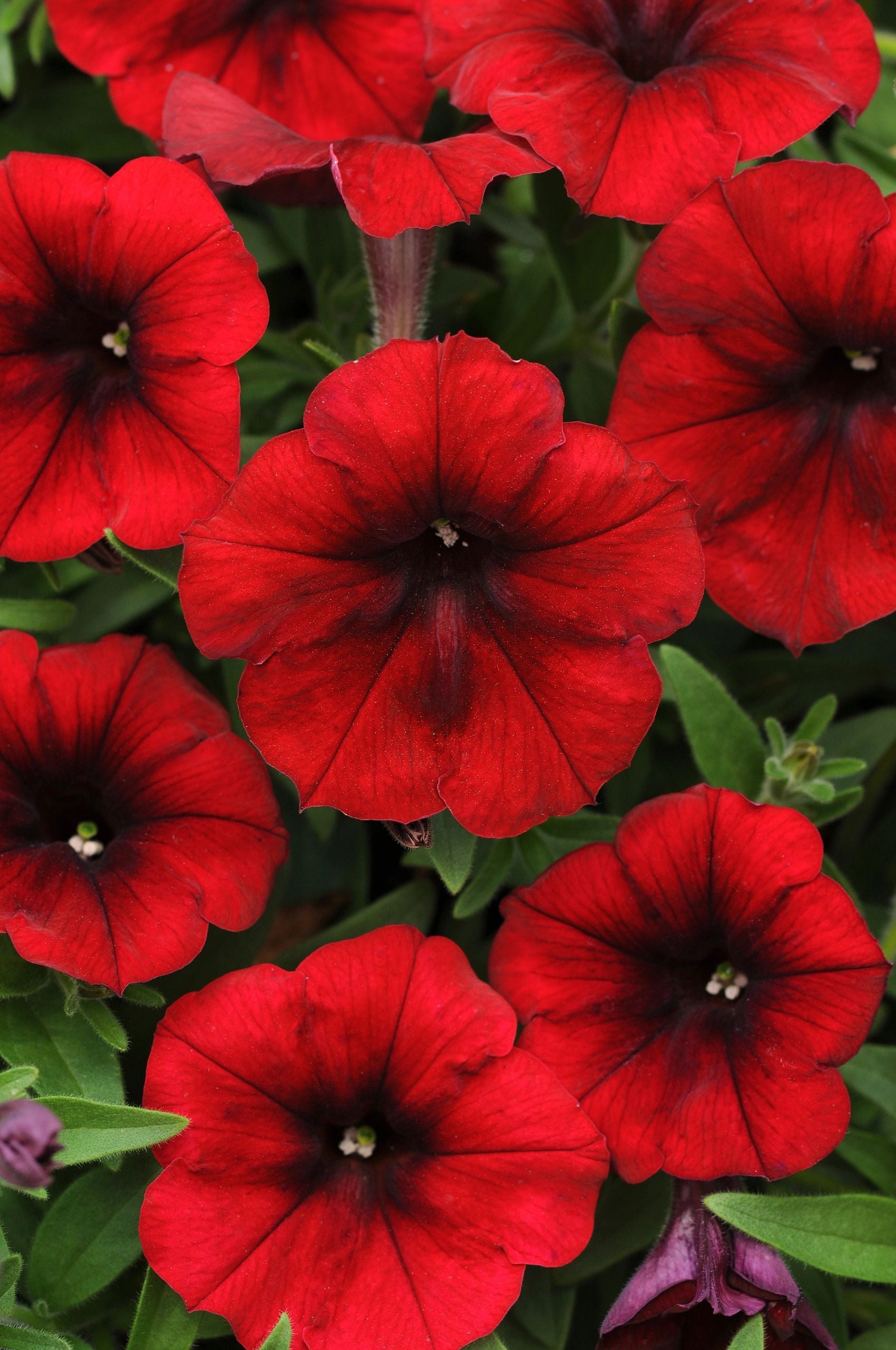 Petunia, Easy Wave® Red Velour