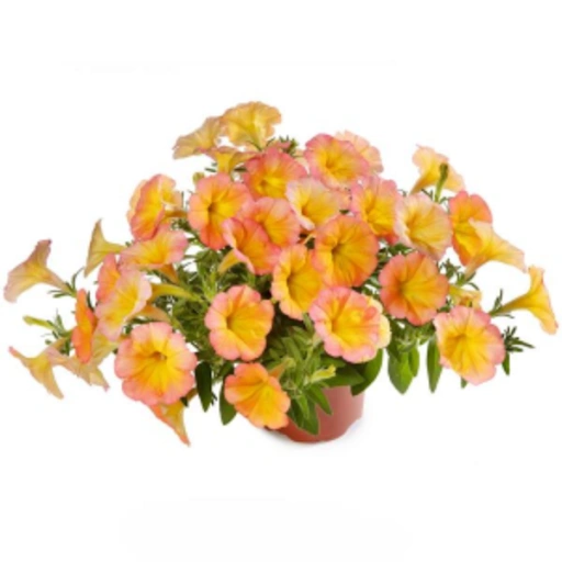 Petunia, Funhouse Papaya