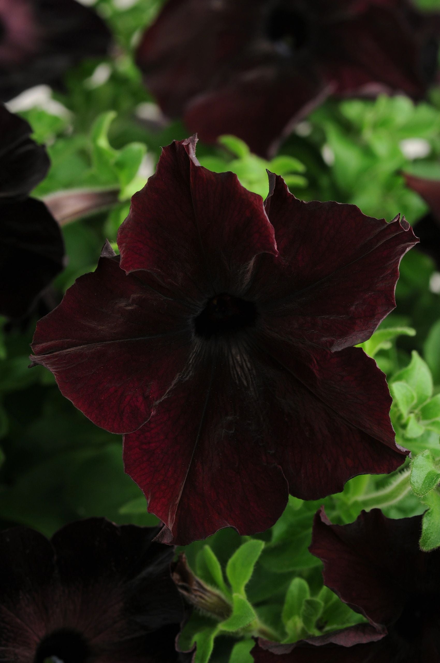 Petunia, Sophistica Blackberry