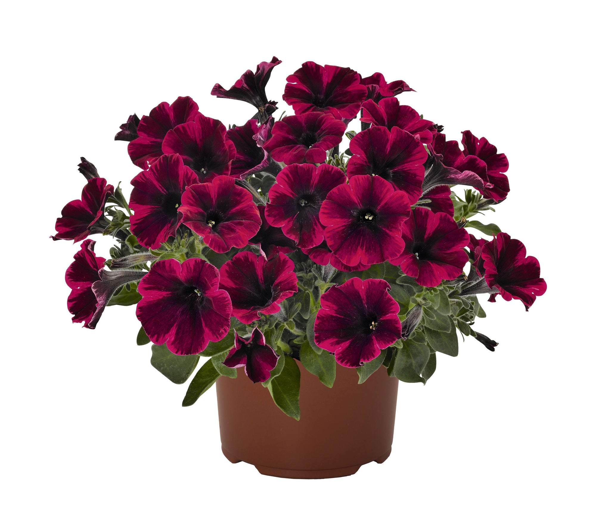 Petunia, Sweetunia Suzie Storm