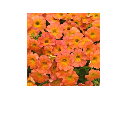 Petunia, Flower Shower Golden Harvest