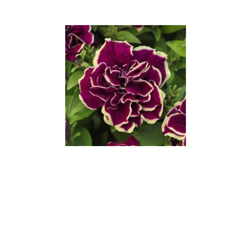 Petunia, Radiant Ruby