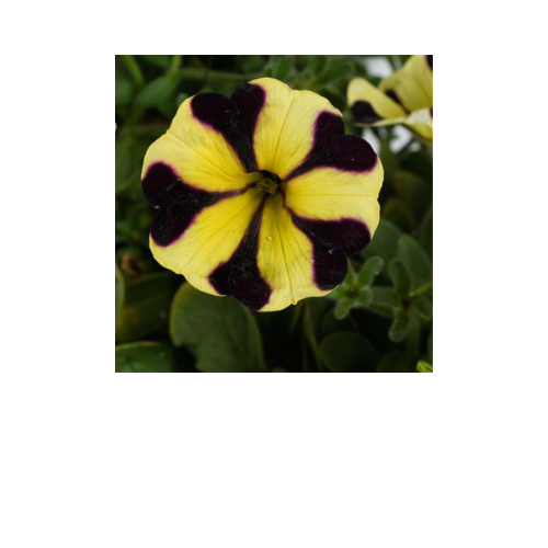 Petunia, Sunflower Imp. Ray™