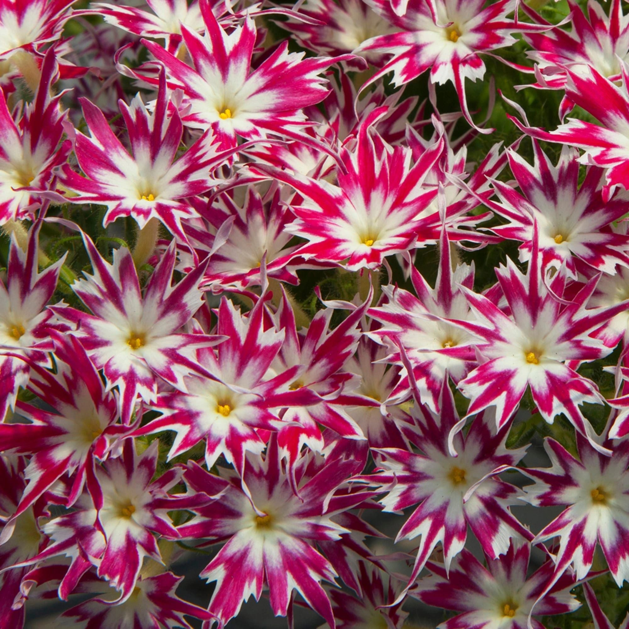 Phlox, Popstars Rose with Eye