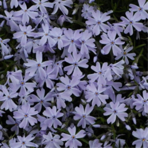 Phlox subulata ‘Emerald Blue’