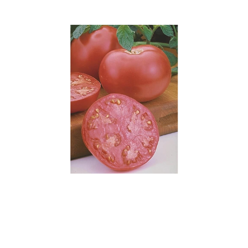 Tomato Plant, Pink Girl