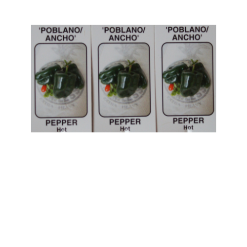 Pepper Plant, Poblano (Ancho)