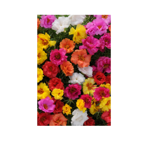 Portulaca, Happy Hour Mix