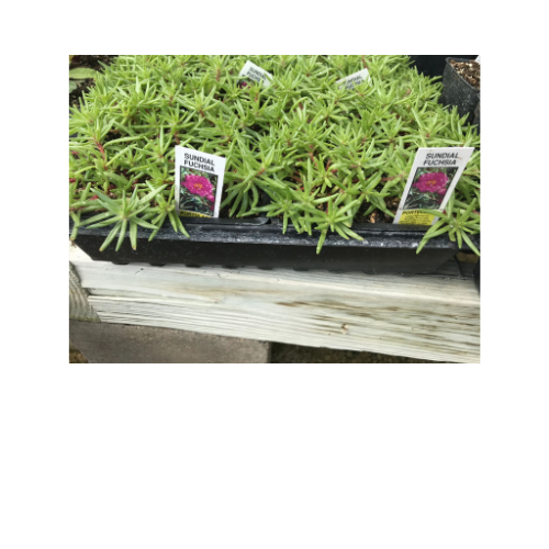 Portulaca, Sundial Fuschia