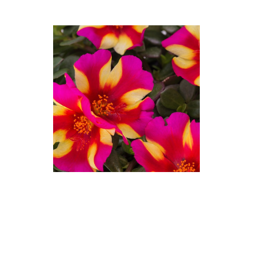 Portulaca, Watermelon Punch