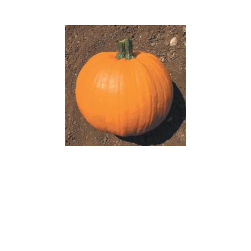 Pumpkin, Small Sugar/N.E. Pie