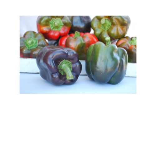 Pepper Plant, Purple Beauty