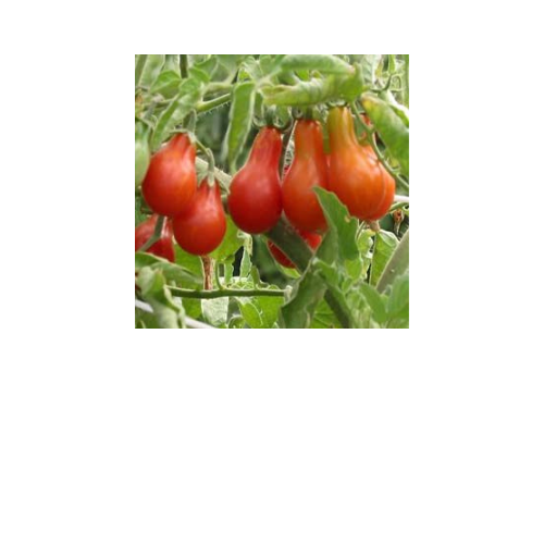 Tomato Plant, Red Pear