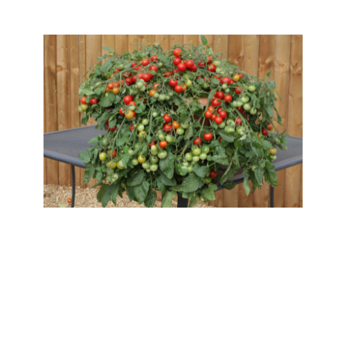 Tomato Plant, Red Profusion