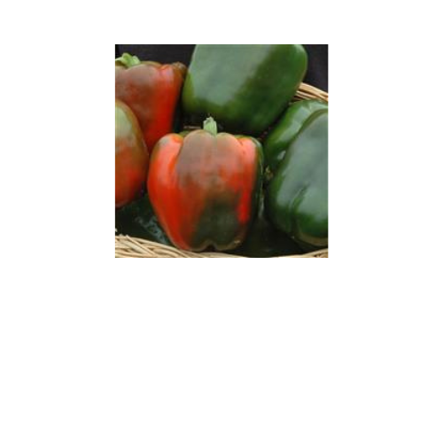 Pepper Plant, Revolution